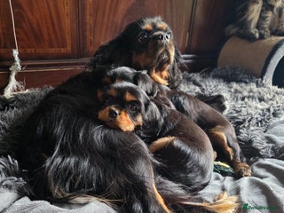 Cavalier King Charles Spaniel dogs for sale - Advert 1