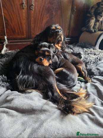 Cavalier King Charles Spaniel dogs - Advert 11