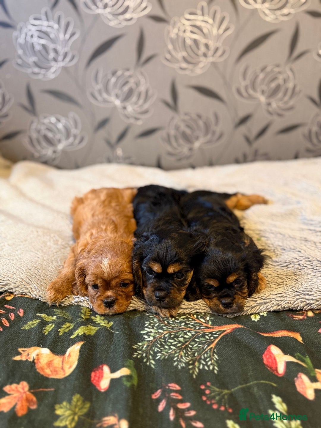 Cavalier King Charles Spaniel dogs for sale: Cavalier King Charles Spaniel - Advert 6