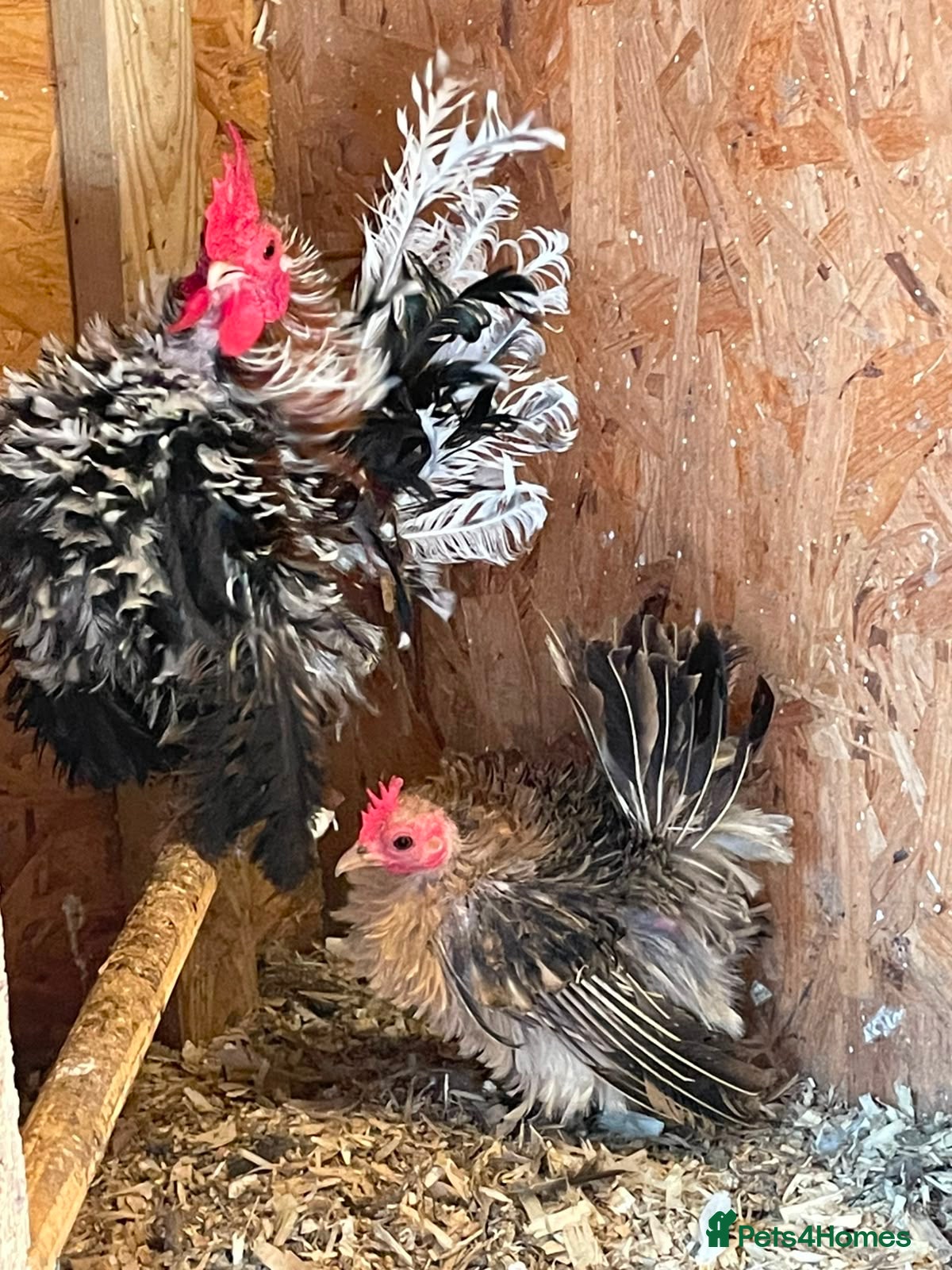 Chickens poultry Seramas  - Advert 1