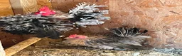 Chickens poultry for sale: Seramas  - Advert 1
