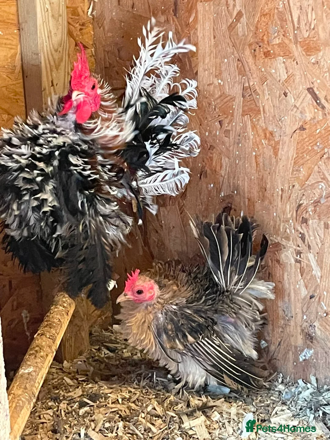 Chickens poultry for sale: Seramas  - Advert 1