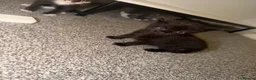 Domestic Shorthair cats for sale: 5 beautiful domestic shorthair kittens  - Advert 2