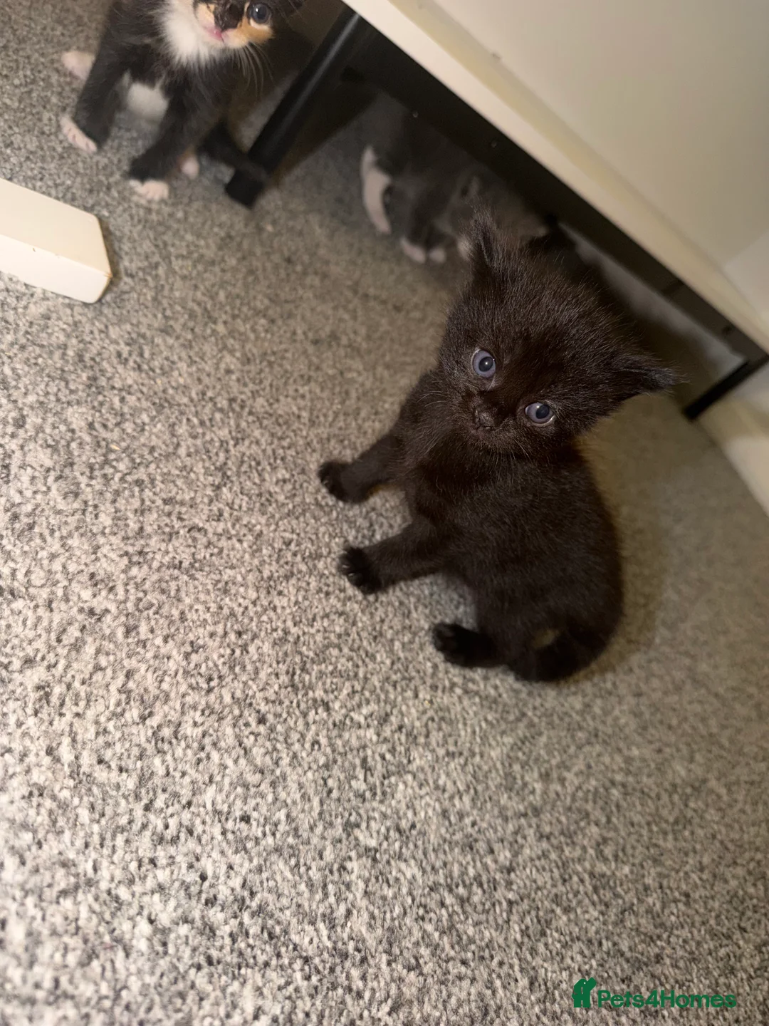 Domestic Shorthair cats for sale: 5 beautiful domestic shorthair kittens  - Advert 2