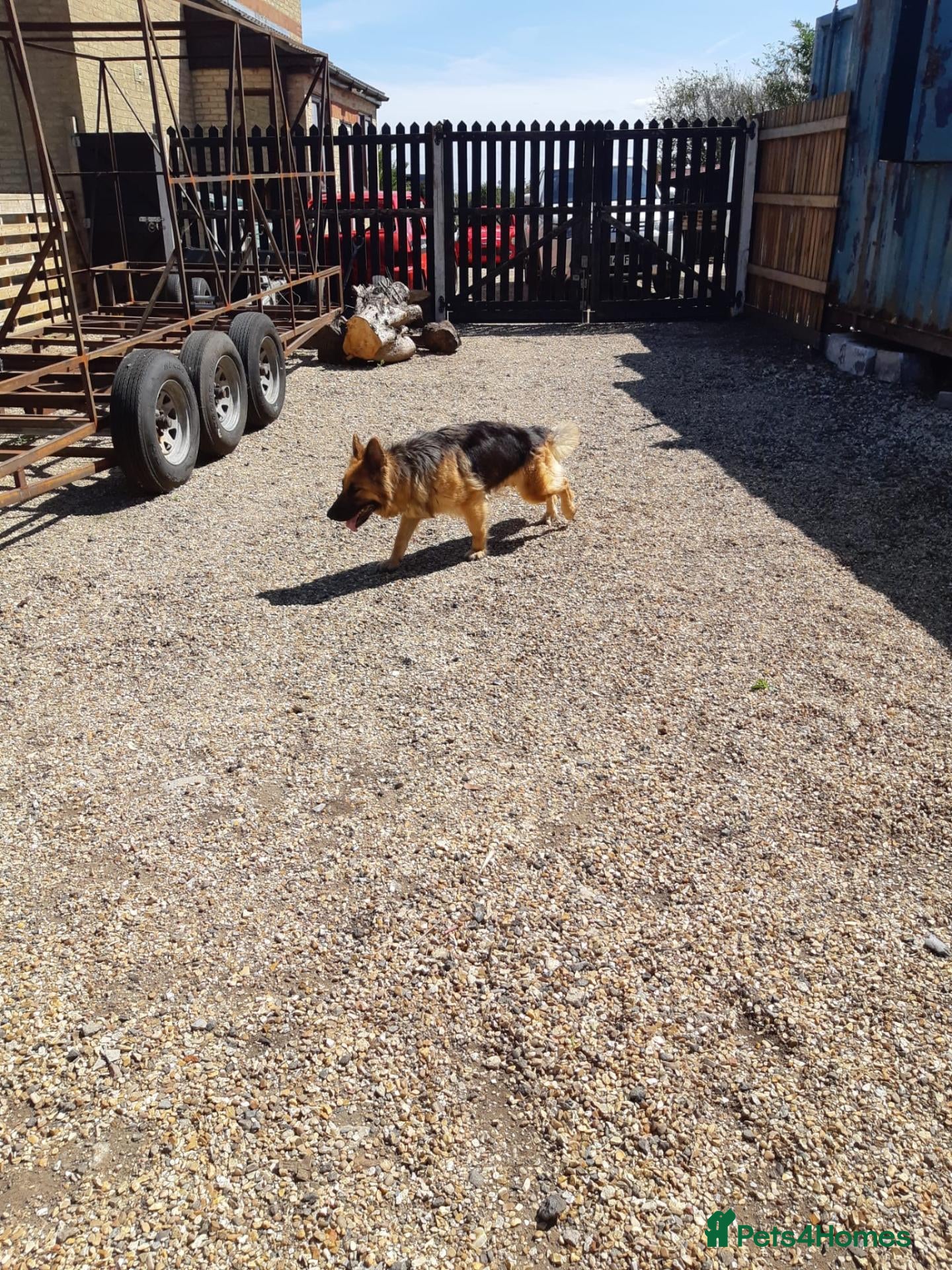 German Shepherd dogs for sale: german shepherd pups - Advert 1