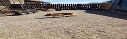 German Shepherd dogs for sale: german shepherd pups in Huntingdon - Advert 1