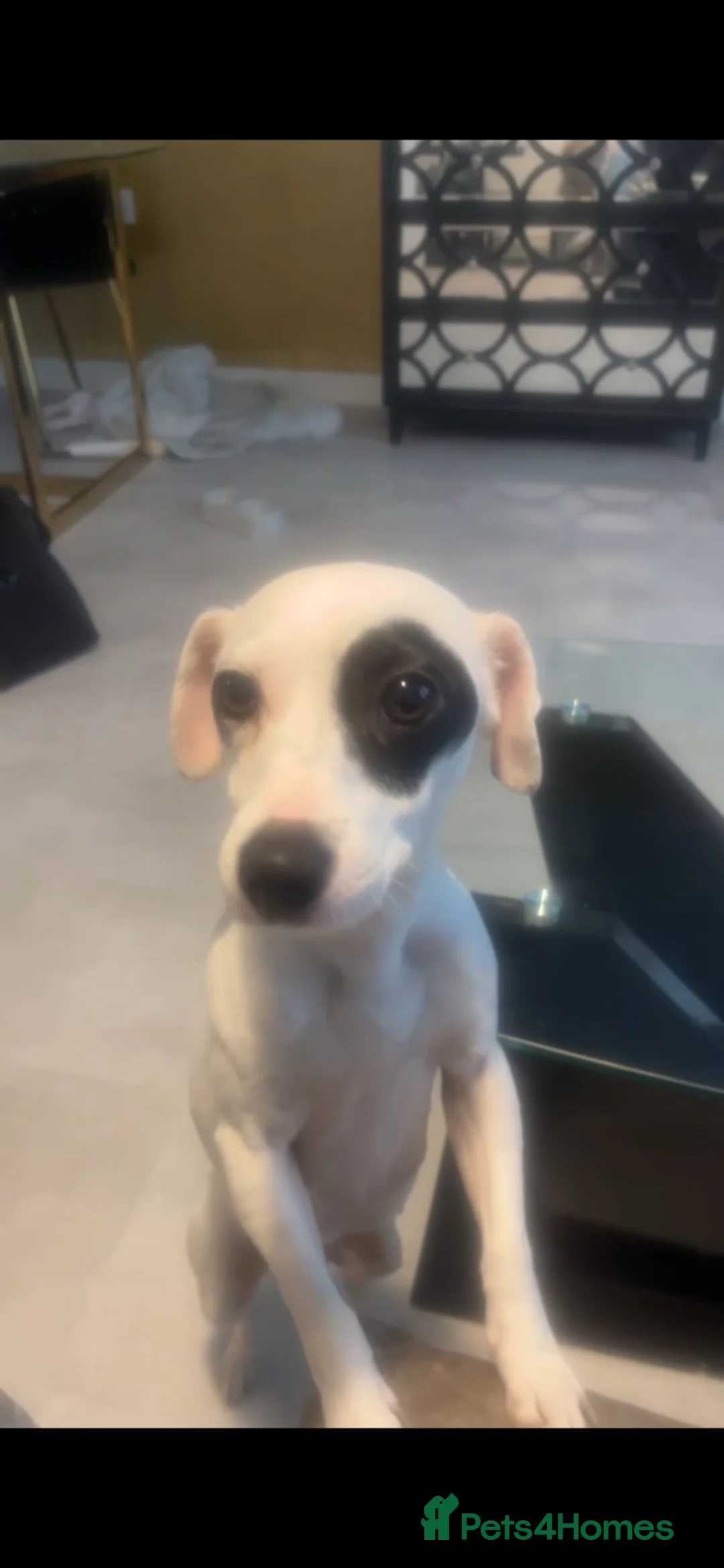Mixed Breed dogs for sale: Mixed Jack Russel x Chow chow dog snowie in London - Advert 1