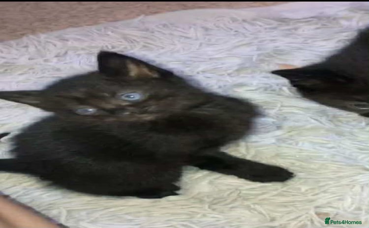 Domestic Shorthair cats - Advert 3