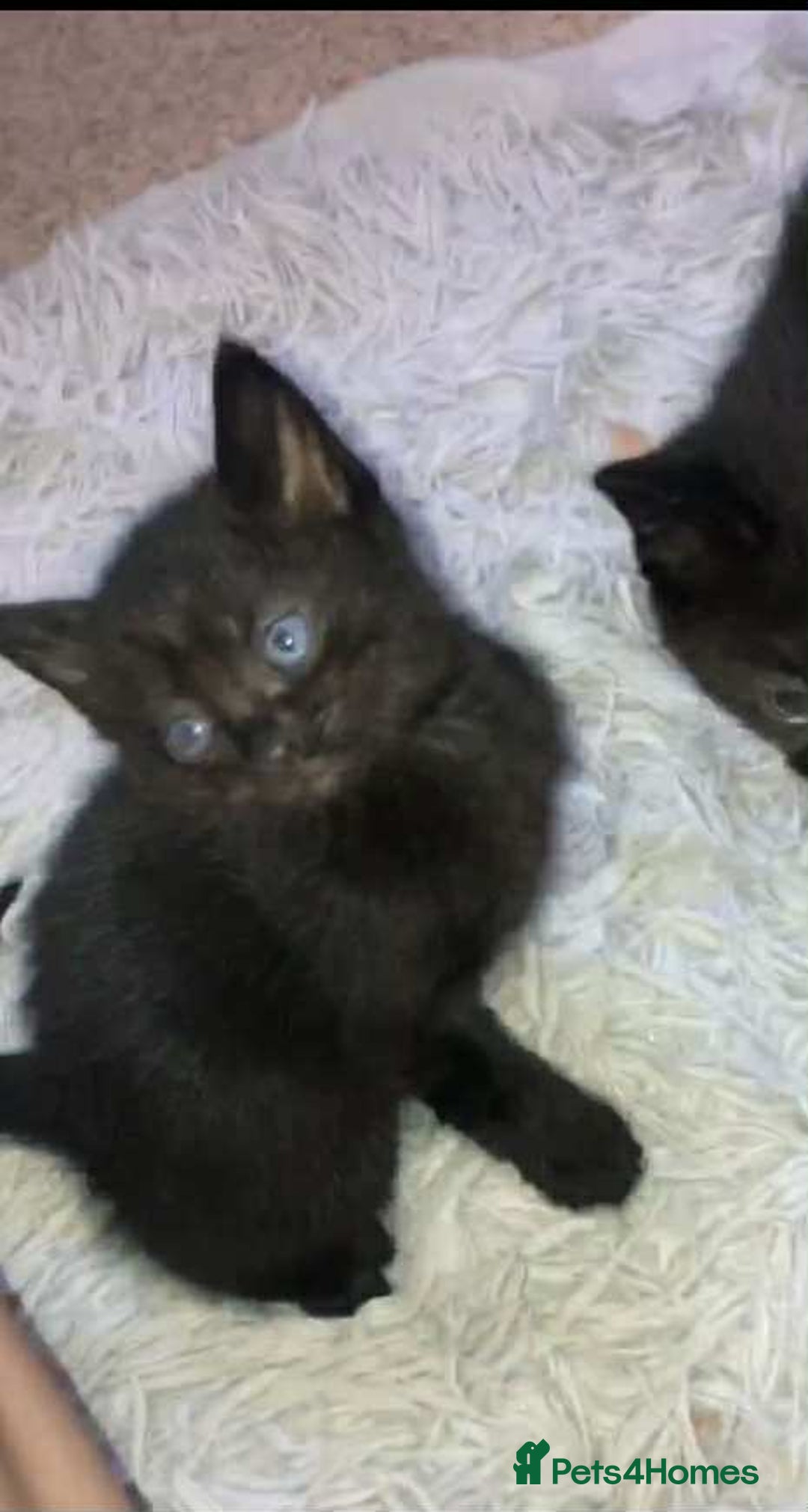 Domestic Shorthair cats for sale: 2 Male Kittens For Sale £20 - Image 1