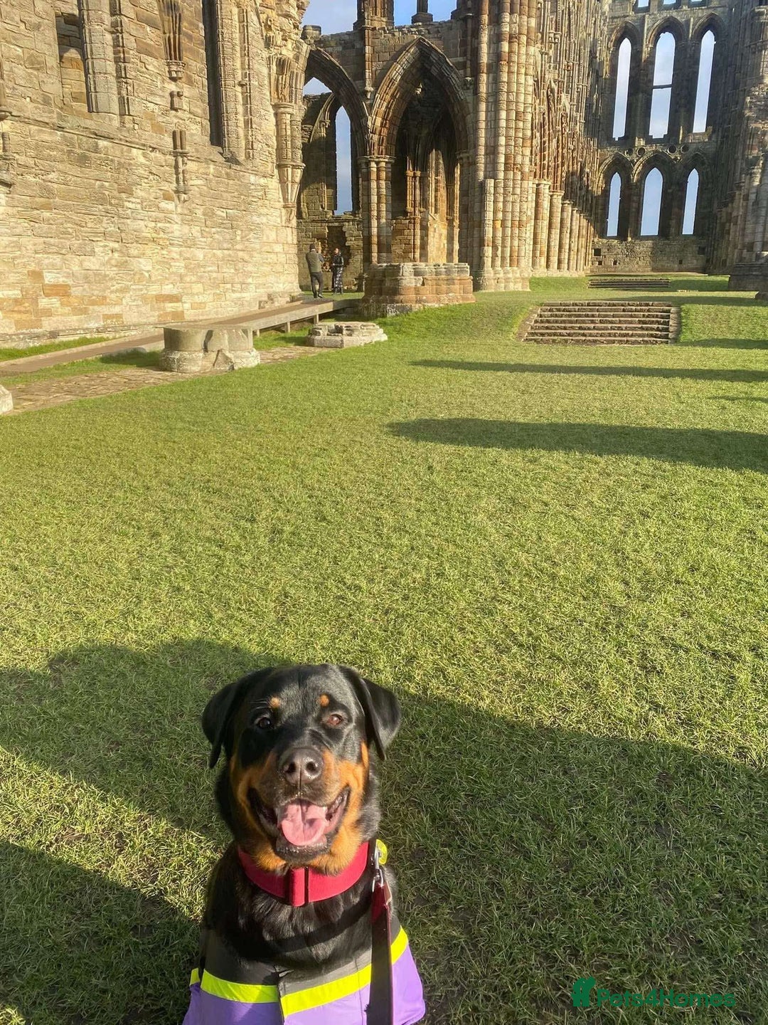 Mixed Breed dogs for sale:  Beautiful natured girl - Advert 6