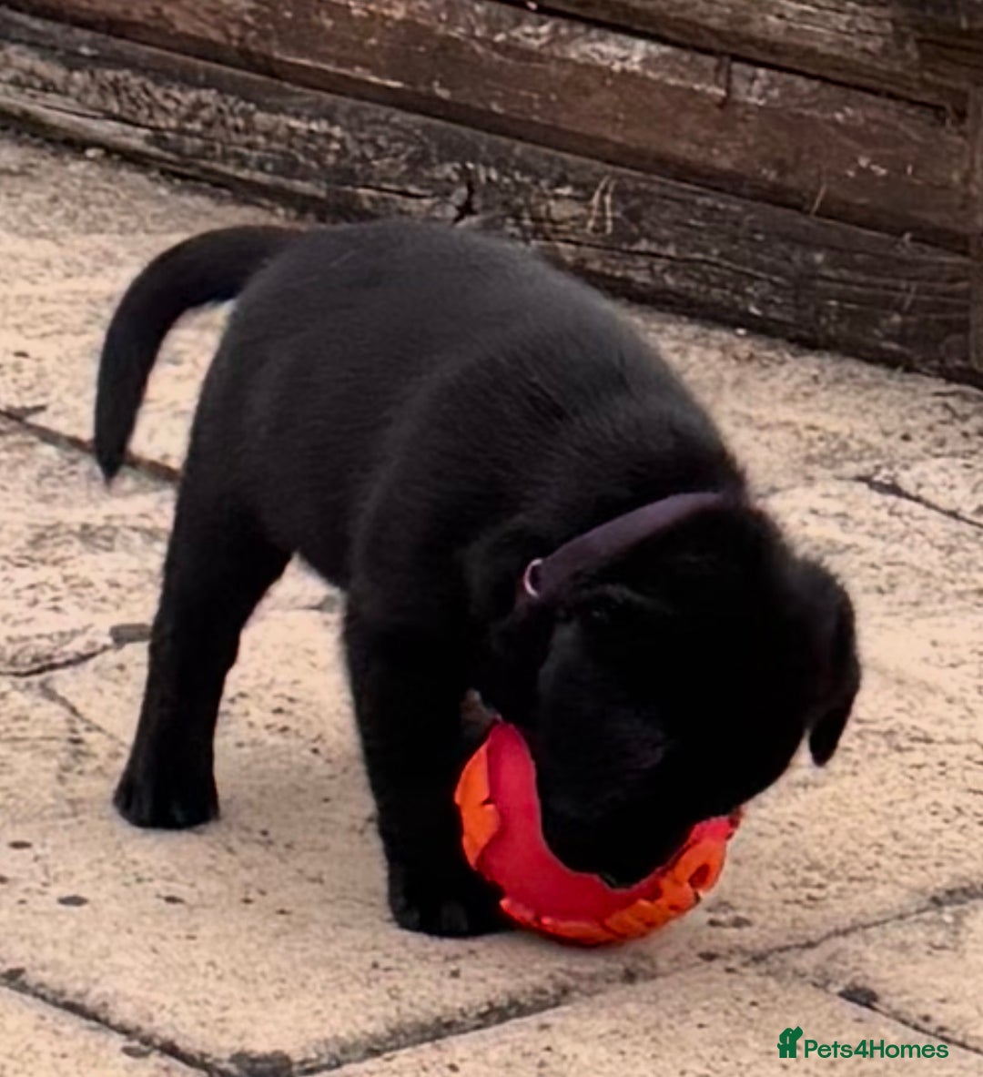 Labrador Retriever dogs for sale: Gorgeous Labrador Puppies - only 5 remaining!! - Image 20