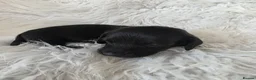 Miniature Dachshund dogs for sale: KC reg, solid Black puppies  - Advert 7