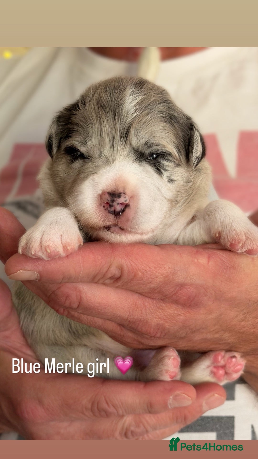Border Collie dogs Beautiful Champion Line Puppies  - Advert 1