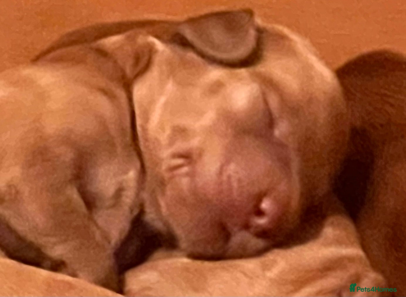 Australian Labradoodle dogs Tiny Tails,Big♥️Australian labradoodle - Advert 3