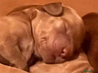 Australian Labradoodle dogs Tiny Tails,Big♥️Australian labradoodle - Advert 3