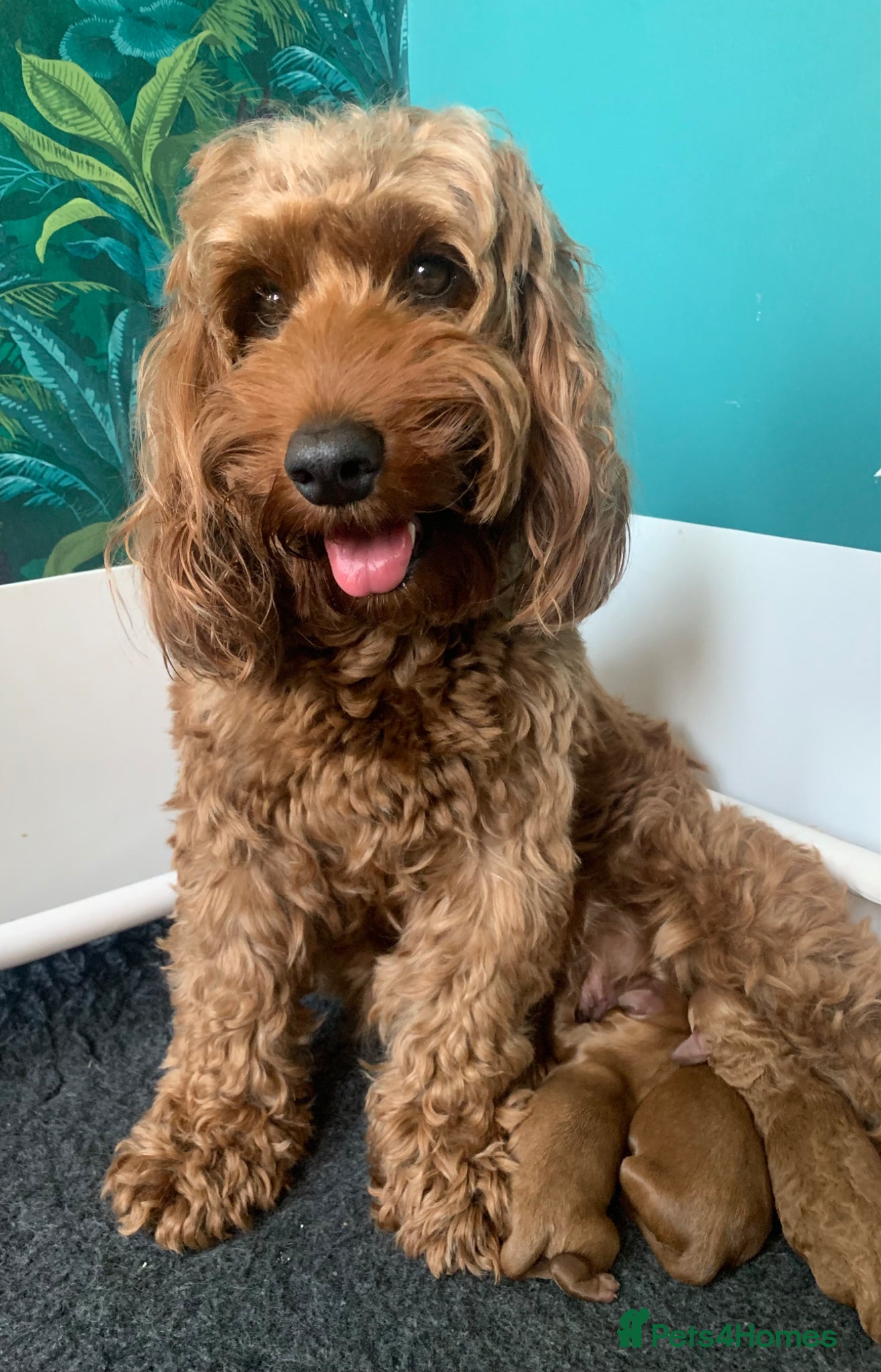 Cockapoo dogs JUST ONE GIRL REMAINING.STUNNING DARK RED COCKAPOO - Advert 2