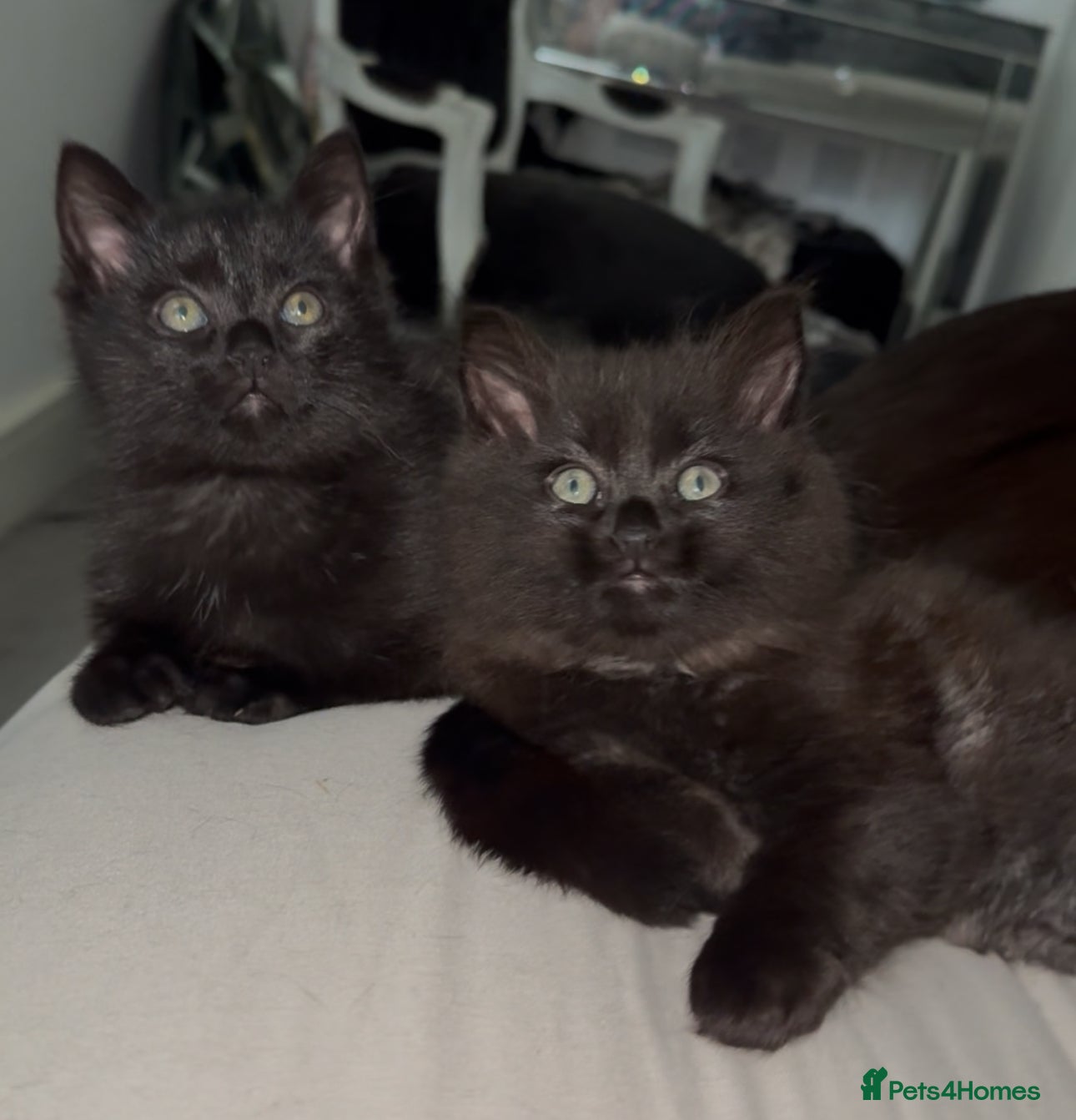 Ragdoll cats for sale: REDUCED!!! Beautiful RAGDOLL X KITTENS  - Advert 1
