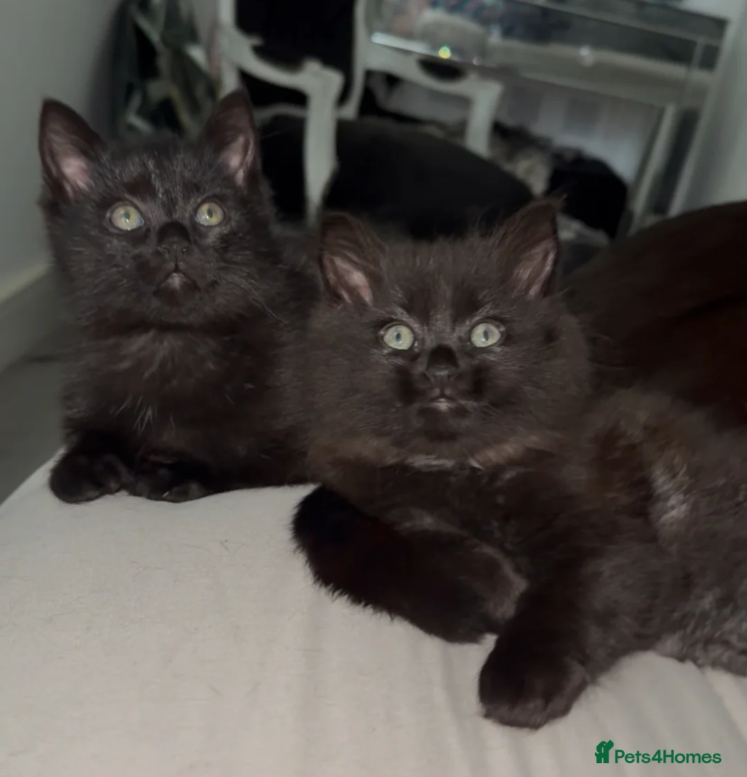 Ragdoll cats for sale: REDUCED!!! Beautiful RAGDOLL X KITTENS  - Advert 1