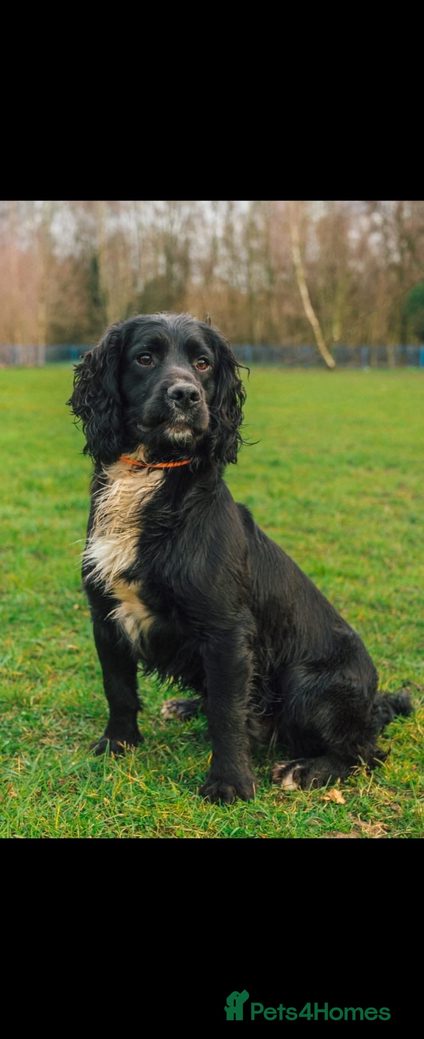 Cocker Spaniel dogs Working Cocker Spaniel Stud in Sandbach - Advert 4