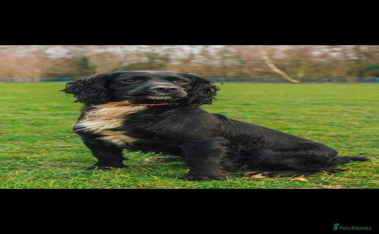 Cocker Spaniel dogs in Sandbach - Advert 10