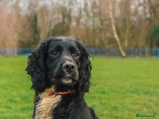 Cocker Spaniel dogs in Sandbach - Advert 24
