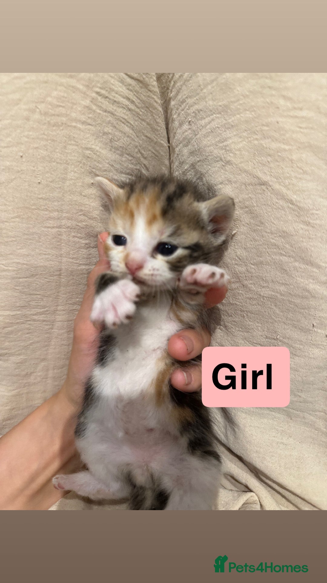 Domestic Shorthair cats for sale: Kittens - Image 6