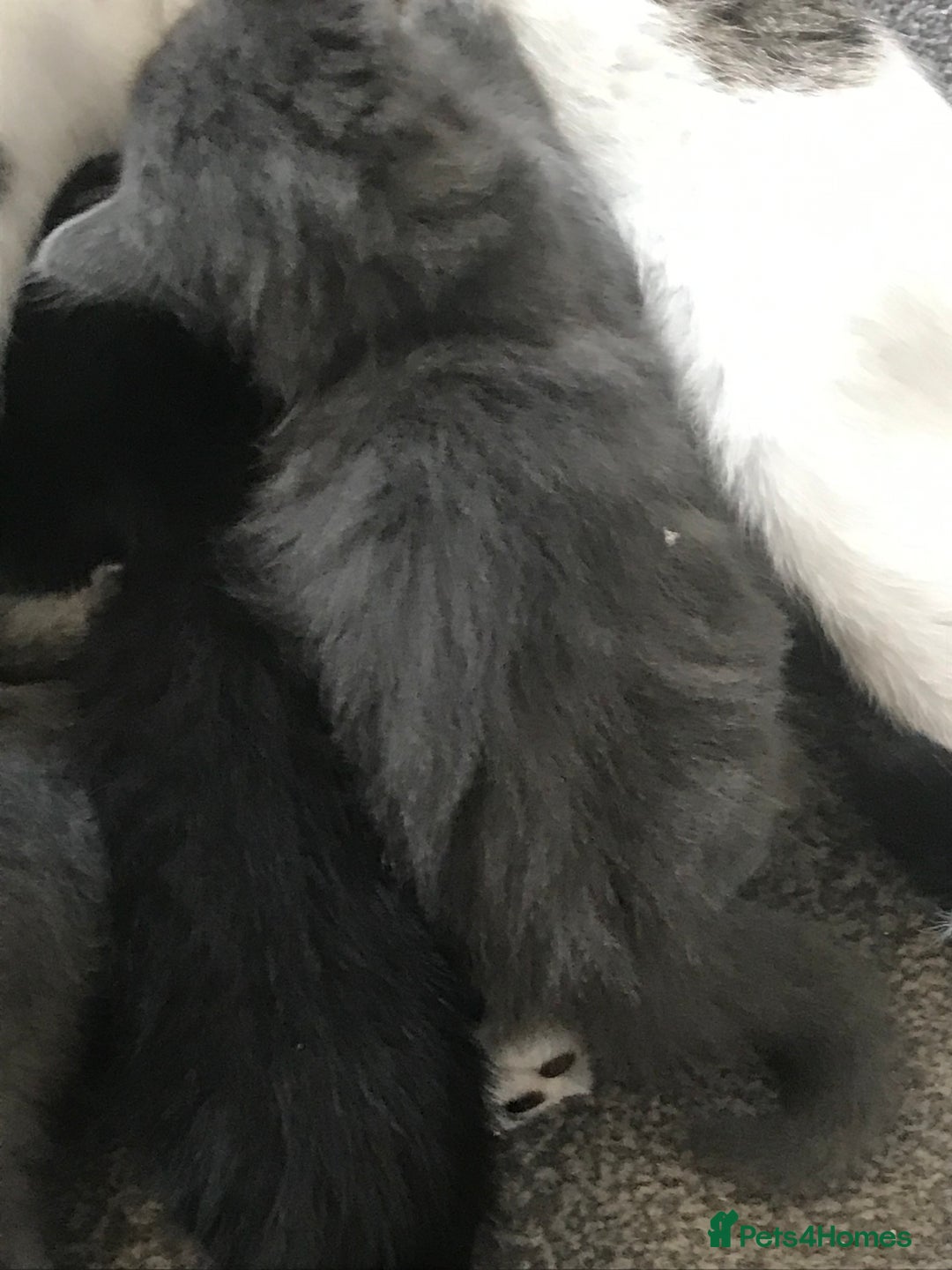 Mixed Breed cats for sale: Fur babies - Image 3