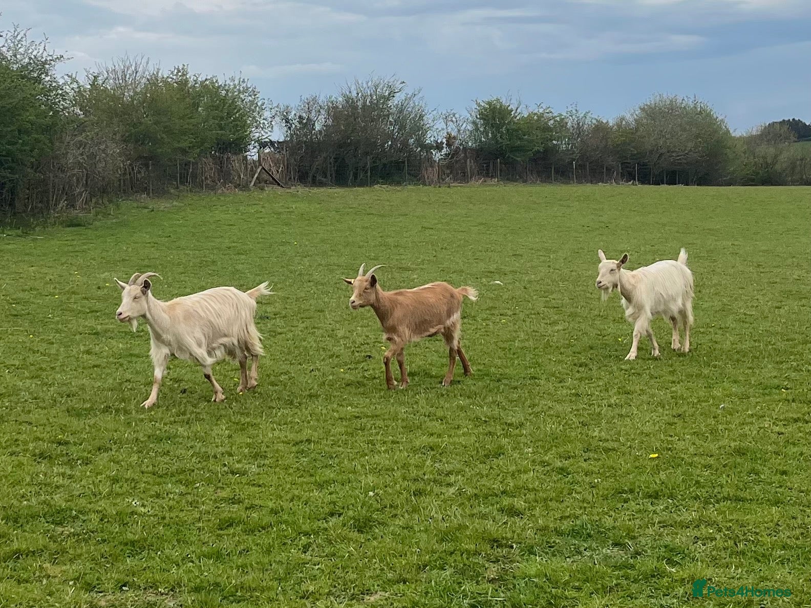 Goats livestock 3 golden guernsey cross girls - Advert 16