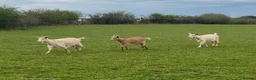 Goats livestock for sale: 3 golden guernsey cross girls in Pencader - Advert 1