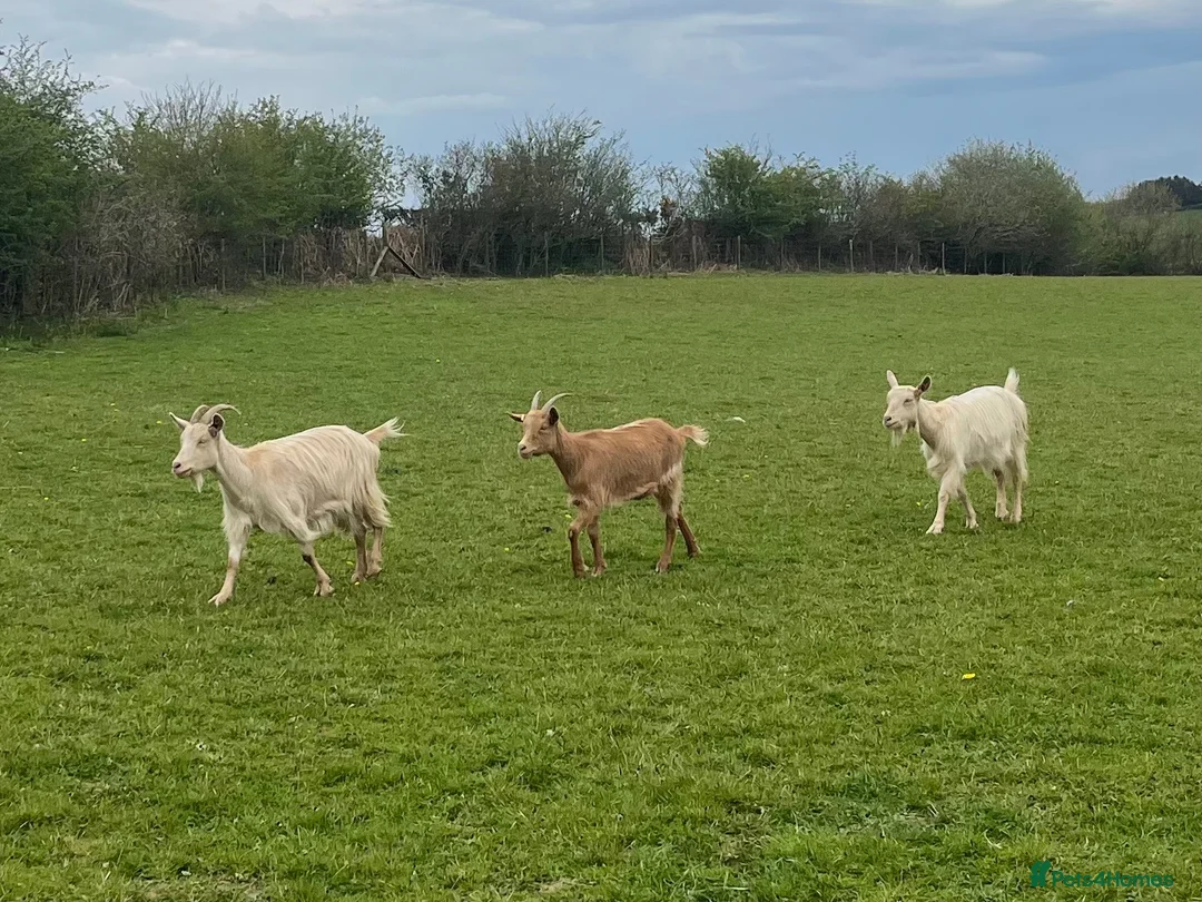 Goats livestock for sale: 3 golden guernsey cross girls in Pencader - Advert 1