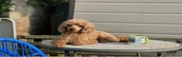 Toy Poodle dogs for stud: KC reg health tested toy poodle studs - Advert 4