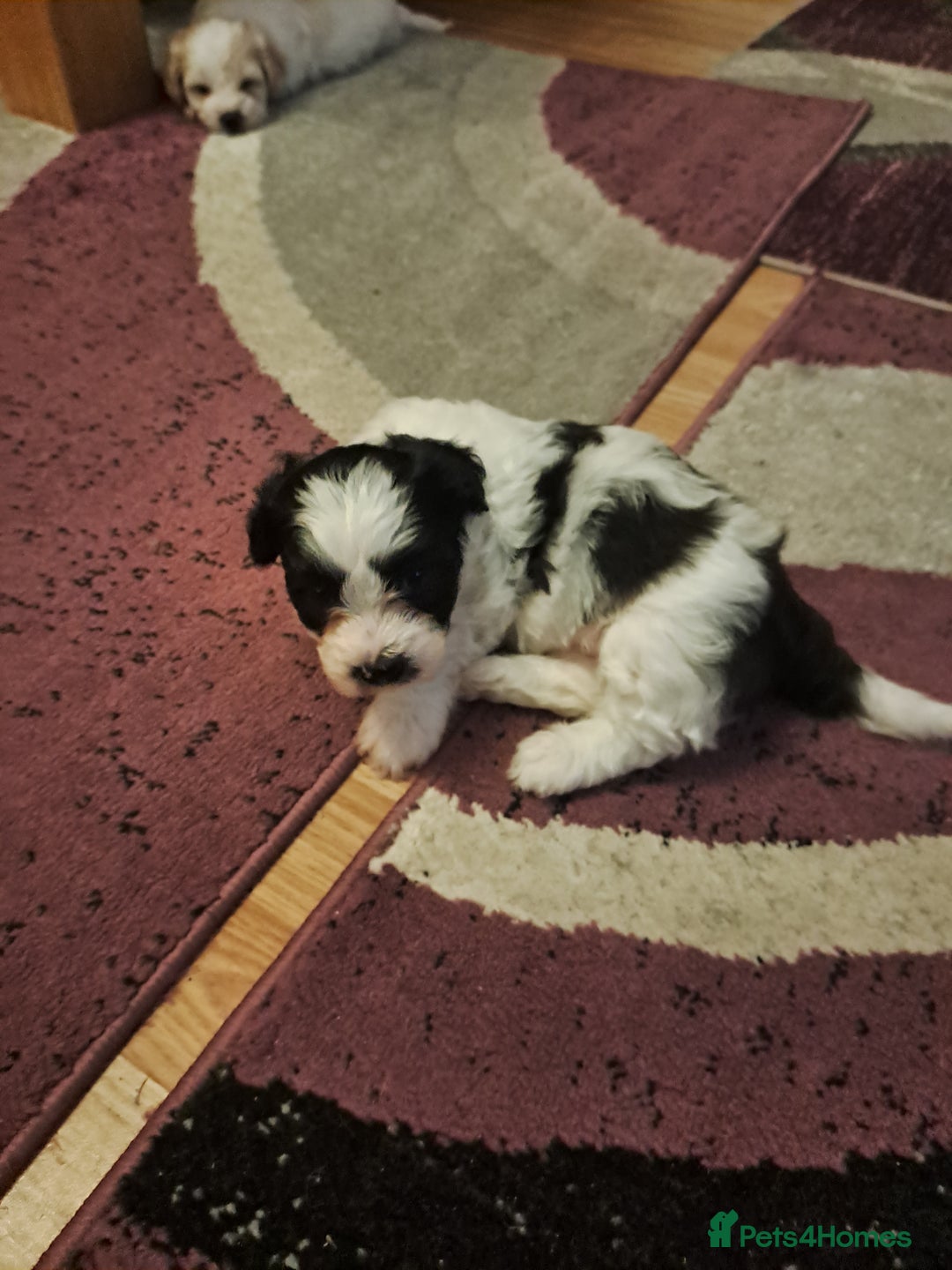 Bichon Frise dogs for sale: 4beautiful Bichon Frise puppies (3boys and 1 girl) - Advert 37