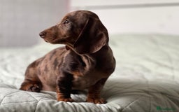 Dachshund dogs for sale: SOLD OUT! Thank you very much!!! Lovely Dachshunds - Advert 6