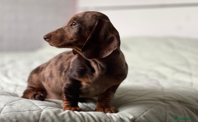 Dachshund dogs - Advert 3
