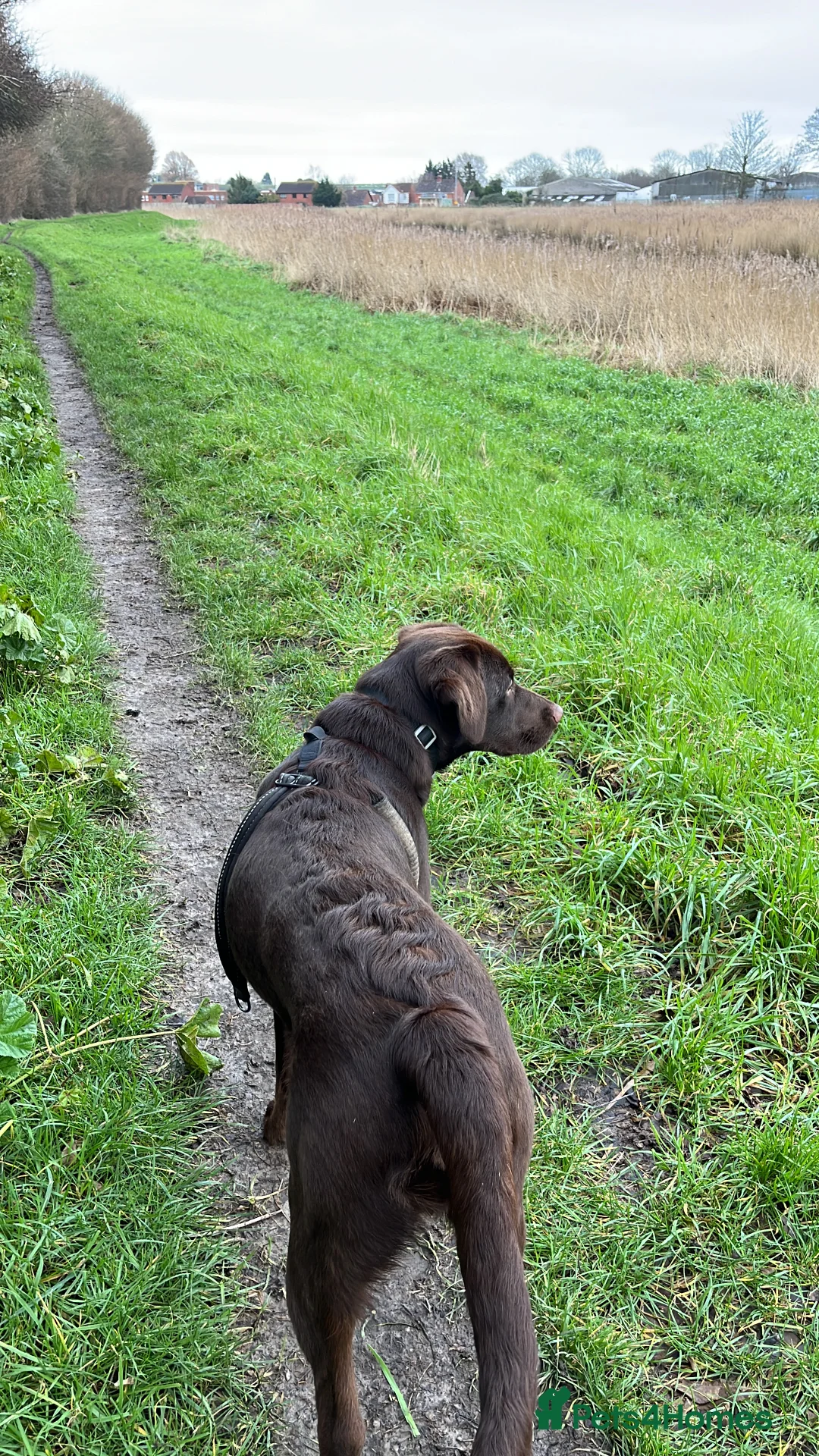 Labrador Retriever dogs for sale: 8 month male Labrador  - Advert 4
