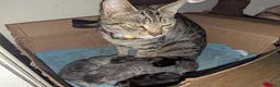 Mixed Breed cats for sale: Beautiful Kittens Ready for their new homes  - Advert 12