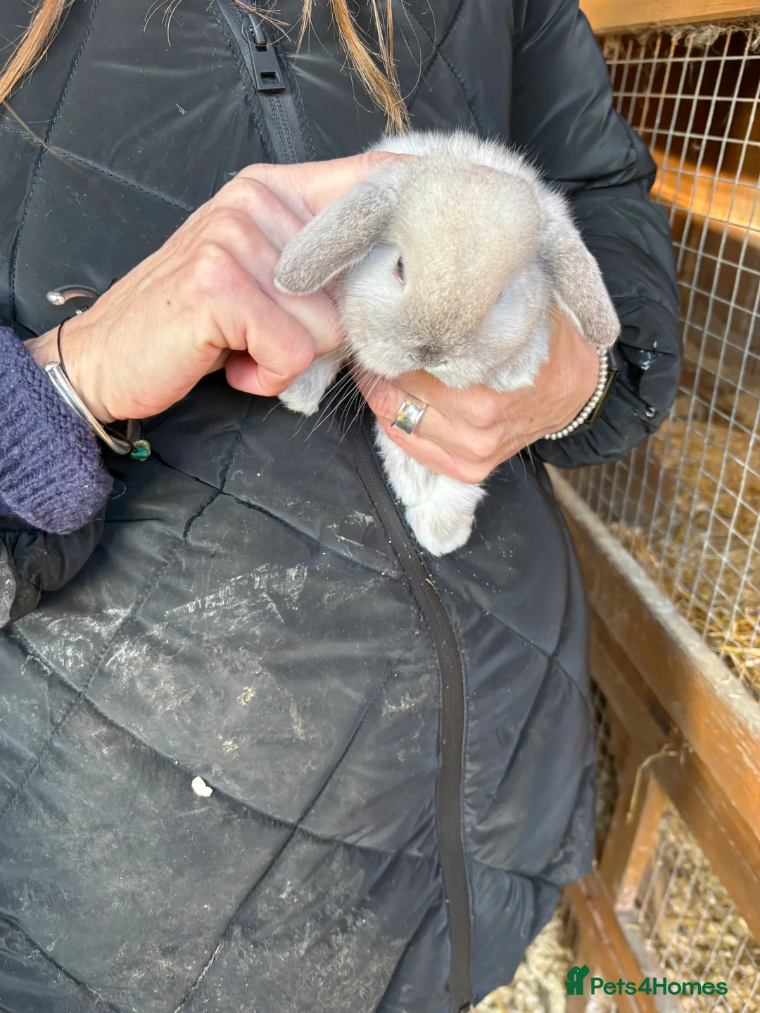 Mini Lop rabbits for sale: Mini Lops - Advert 4