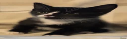 Mixed Breed cats for sale: BEAUTIFUL KITTENS in Glasgow - Advert 7