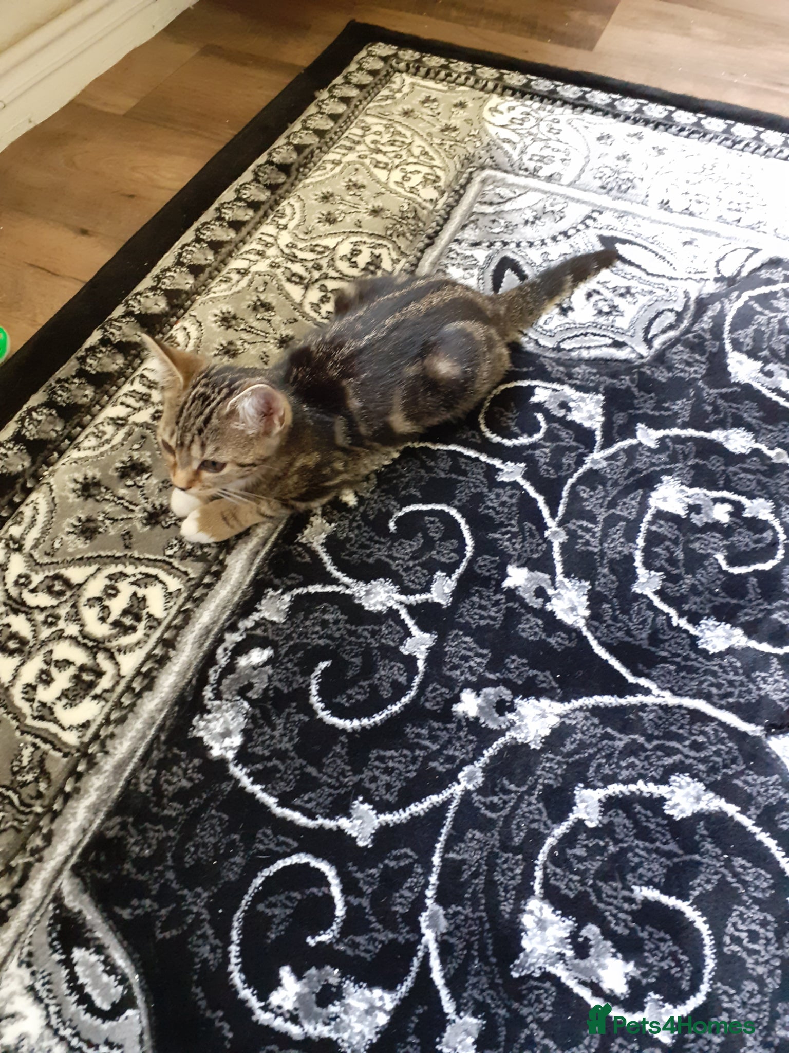 Mixed Breed cats for sale: Kitten female  - Advert 3