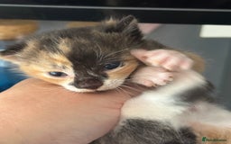 British Shorthair cats for sale: Very cute kittens ginger boy 2 x girls £50 - Image 2