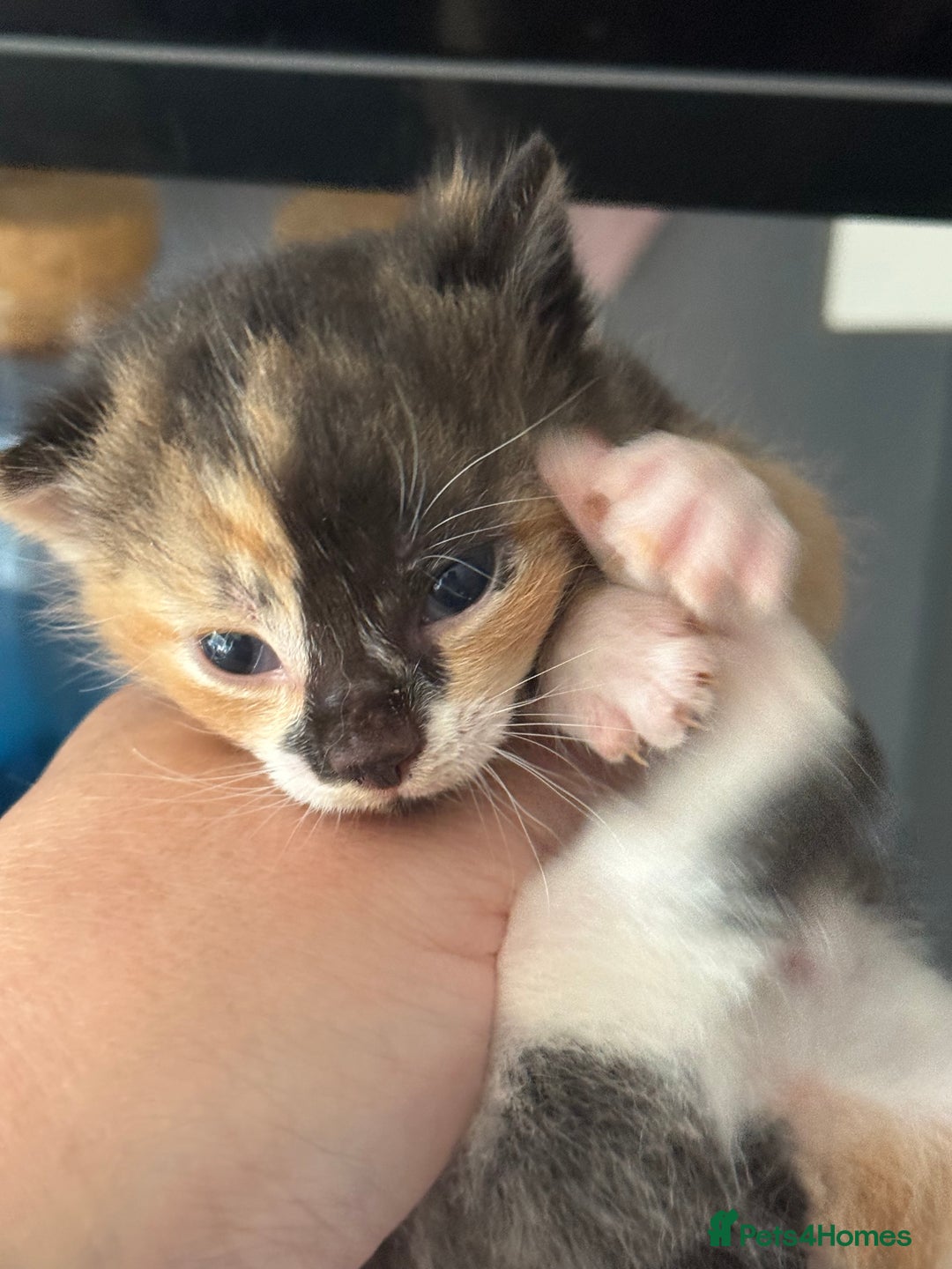 British Shorthair cats for sale: Very cute kittens ginger boy 2 x girls £50 - Image 2