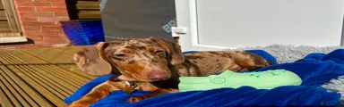 Rolo
