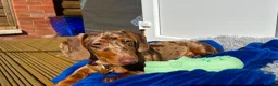 Dachshund dogs for sale: Rolo  - Advert 1