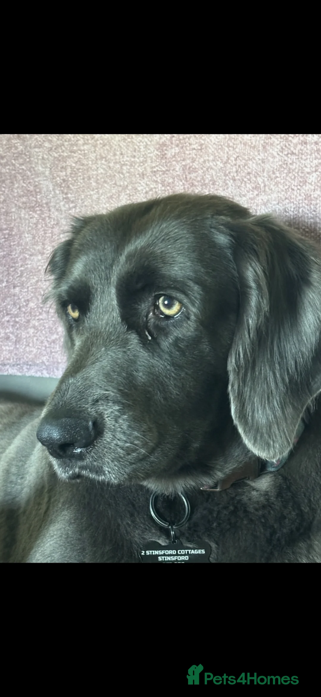 Weimaraner dogs for sale: Our gorgeous girl Diesel - Advert 12