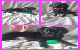 Labrador Retriever dogs for sale: #reduced# Kc registered Black Lab pups - Image 1