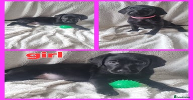 Labrador Retriever dogs - Advert 5