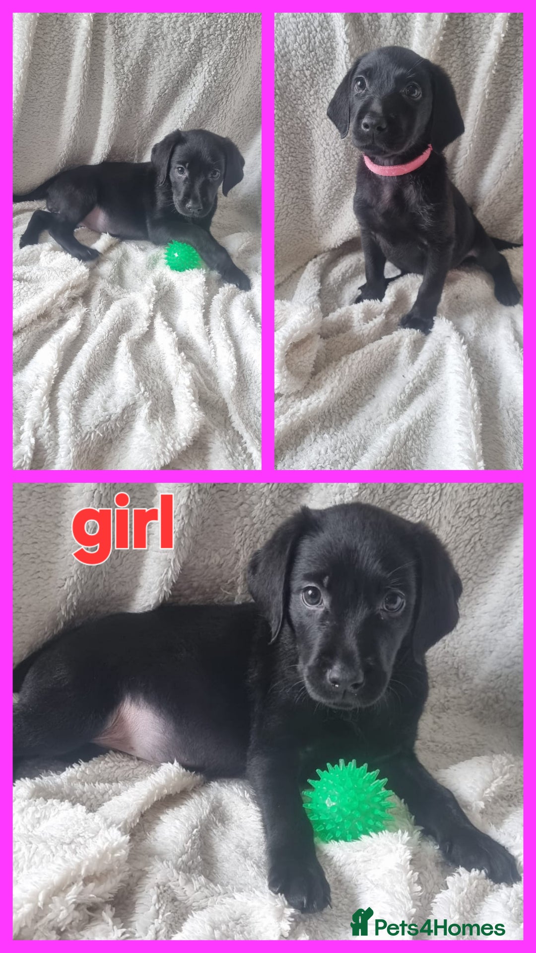 Labrador Retriever dogs for sale: #reduced# Kc registered Black Lab pups - Image 1