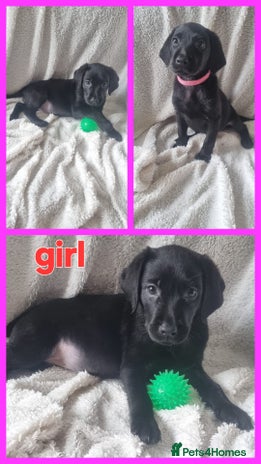 Labrador Retriever dogs - Advert 3