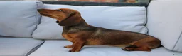 Dachshund dogs for sale: TWO PUPPIES LEFT- KC REG AND MICROCHIPPED in Southport - Advert 4