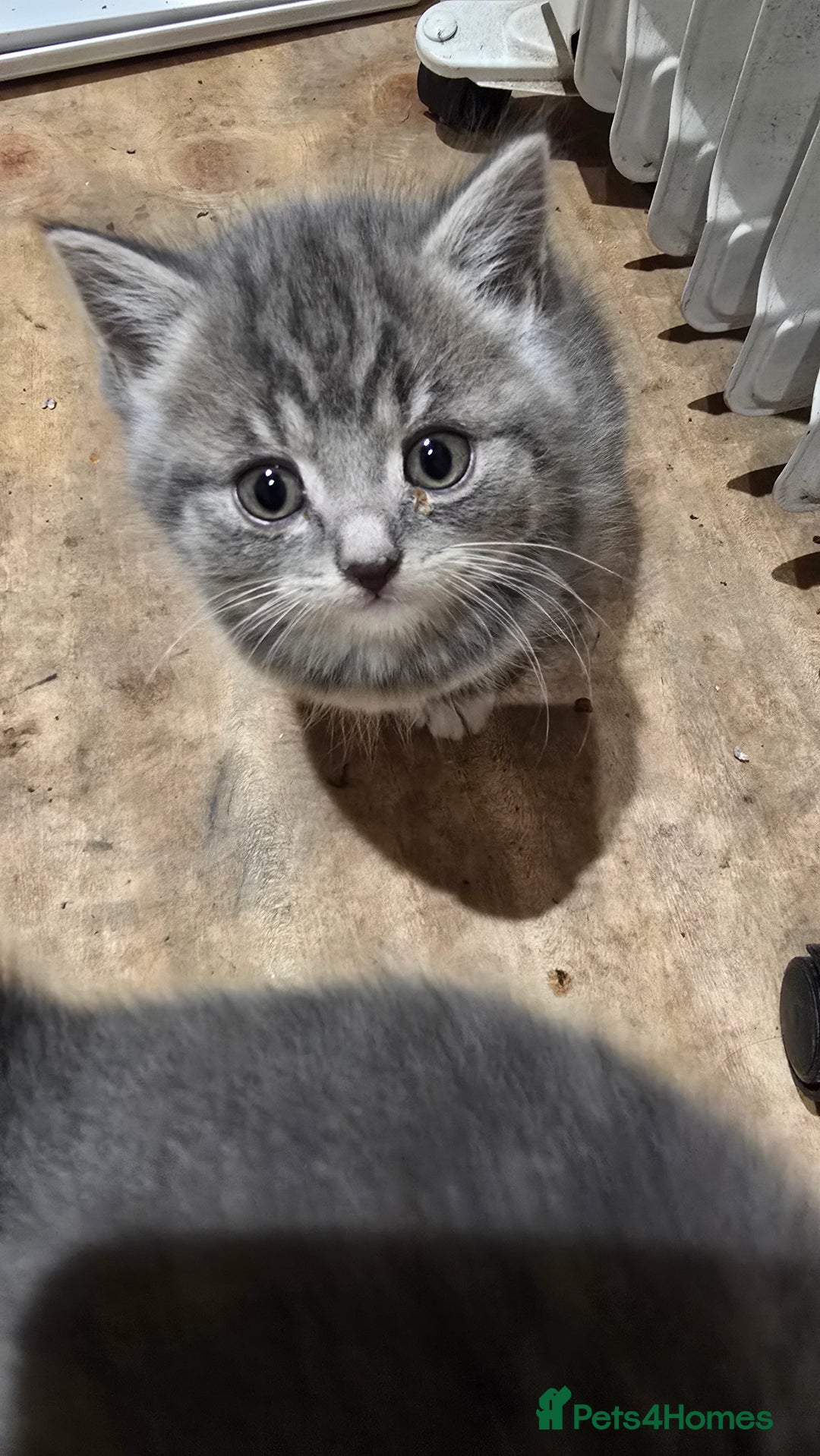 British Shorthair cats for sale: British short hair x ragdoll x - Advert 1